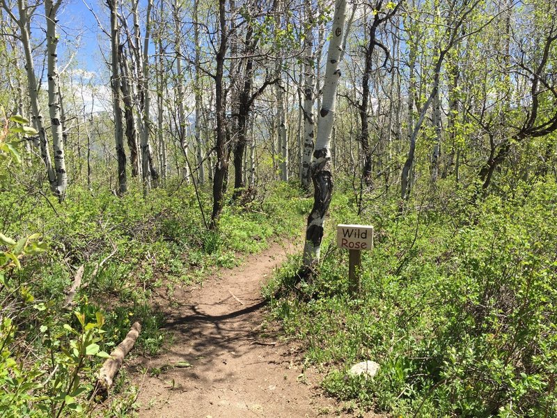 A beautiful spring ride on Wild Rose.