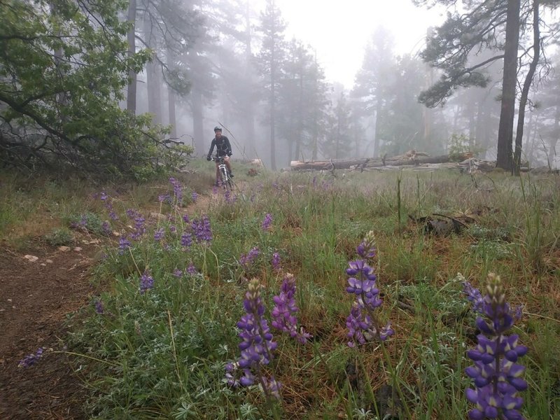 Flowers and a covering of fog during a spring ride on the Gatos Spur.