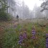 Flowers and a covering of fog during a spring ride on the Gatos Spur.