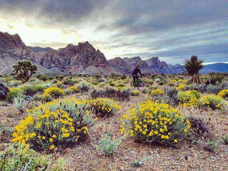 Vivid super blooms add a splash of color to the Cottonwood Valley trails in spring of 2017.