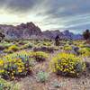 Vivid super blooms add a splash of color to the Cottonwood Valley trails in spring of 2017.