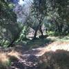 Some shade along the creek where the trail narrows and becomes a lot of fun!