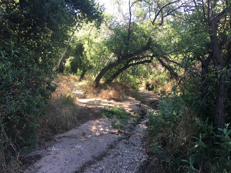 Dry wash crossing under the trees with some narrow singletrack leading off into the distance.