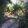 Dry wash crossing under the trees with some narrow singletrack leading off into the distance.