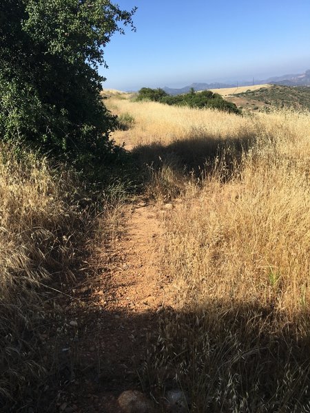 Nice, straight singletrack trail just below the ridge line.