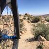 Enjoying the wildflowers on some great desert singletrack.