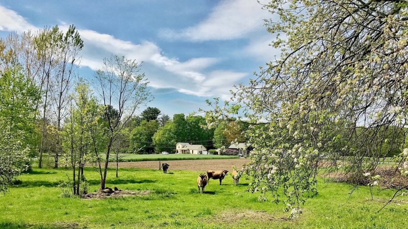 Cyclists on the D&H Rail Trail near Castleton, VT sometimes arouse the curiosity of the four-legged locals.