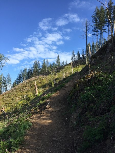 The first clearing on the Bells Mountain Trail.