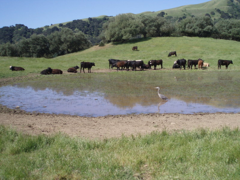 In the spring, this cattle pond is a popular bovine watering spot.