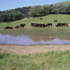 In the spring, this cattle pond is a popular bovine watering spot.