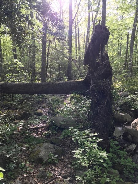 Downed tree right across the trail. It's easy to lose the path.