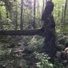 Downed tree right across the trail. It's easy to lose the path.