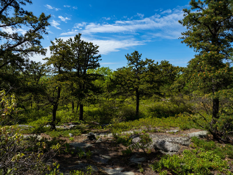 Scotch Pines along Gene's Trail as it climbs towards High Voltage after the reservoir.