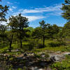 Scotch Pines along Gene's Trail as it climbs towards High Voltage after the reservoir.