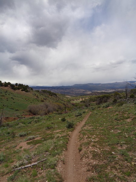 The narrow singletrack of Easy Rider flies by during a fast descent.