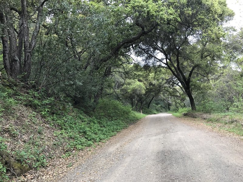 Portions of the Old Stage Coach Road travel through scattered trees.