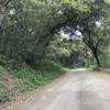 Portions of the Old Stage Coach Road travel through scattered trees.