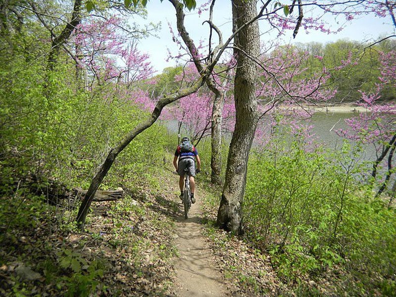 Riding along the lakeshore beneath spring blooms on Neale's Trail.