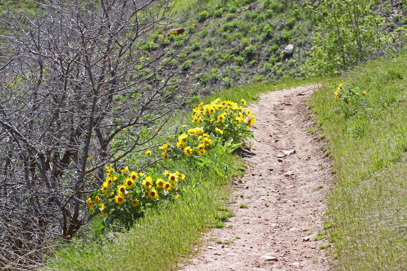 A singletrack sample of the Red Butte North Trail on Mt. Van Cott.