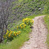 A singletrack sample of the Red Butte North Trail on Mt. Van Cott.