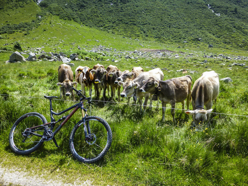 Adoration of the cows!