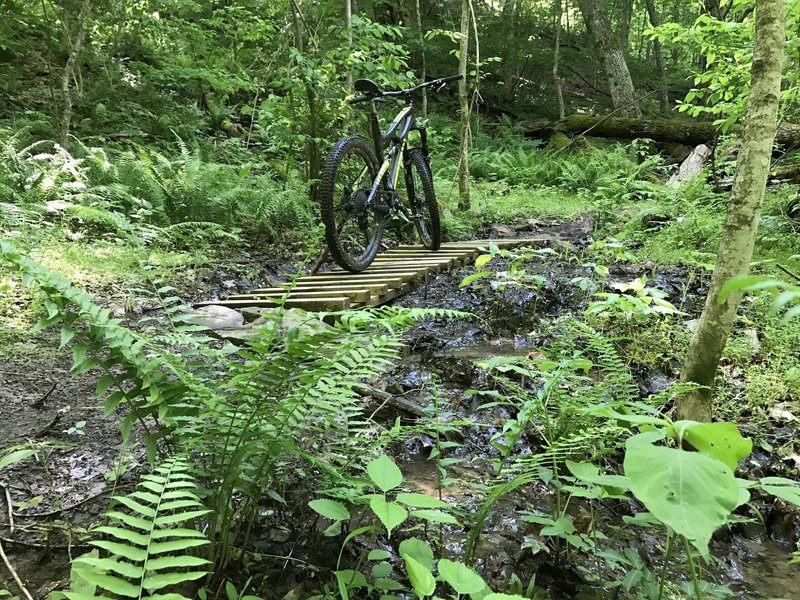 Immersed in the natural beauty of the Lodge View trail.