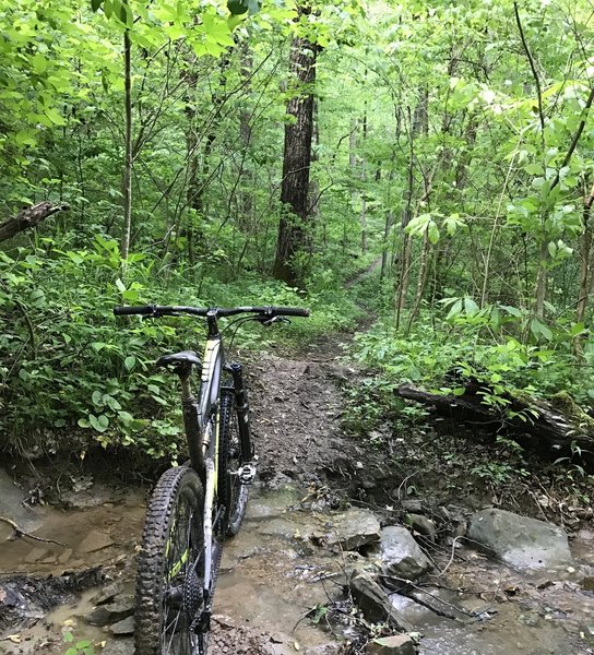 Creek crossing after a spring shower on the Lodgeview Trail.