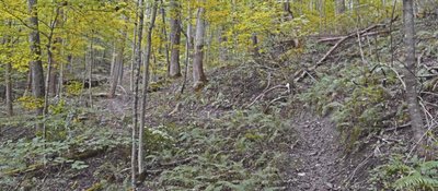 A rocky and rooty section on Burning Tree.