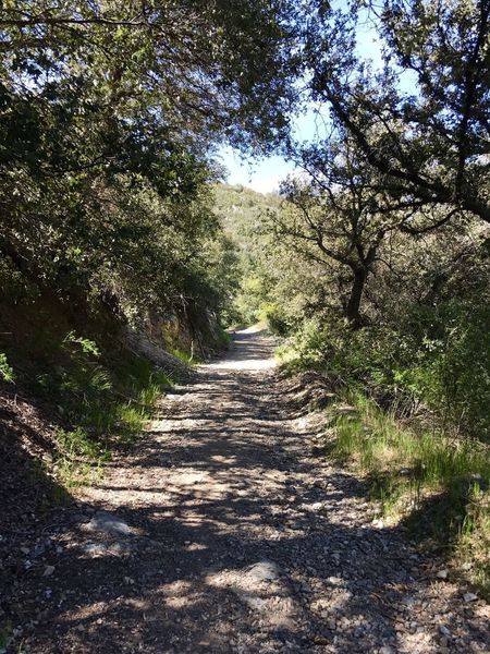 Nice patch of shade along the Sunset Peak trail.