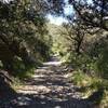 Nice patch of shade along the Sunset Peak trail.