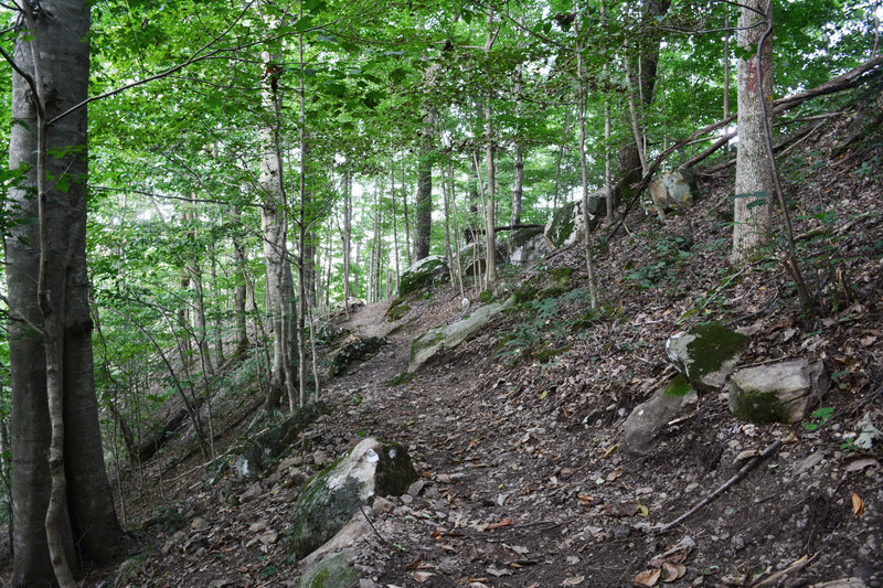 Escalator Trail before the hollowfill climb.