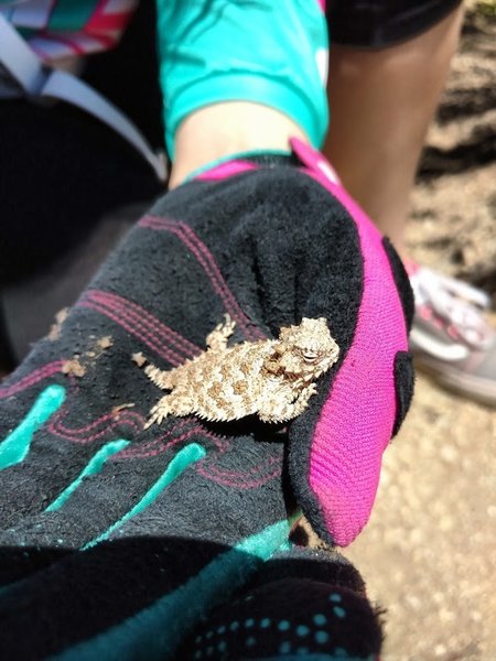 There's lots of cool wildlife to be found on and around Sunset Peak.