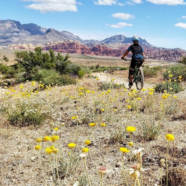 Spring riding in the desert along the Bunny Trail.