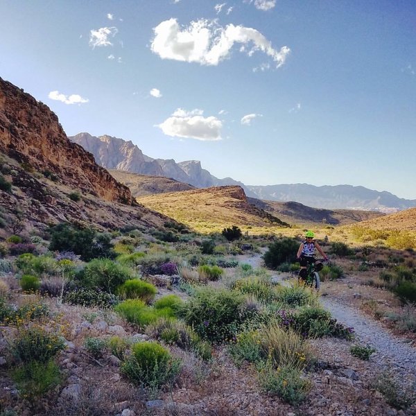 Badger Pass is full of vibrant colors.