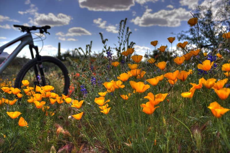 Spring wildflowers on Granite Mountain Trail.