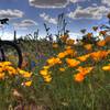 Spring wildflowers on Granite Mountain Trail.