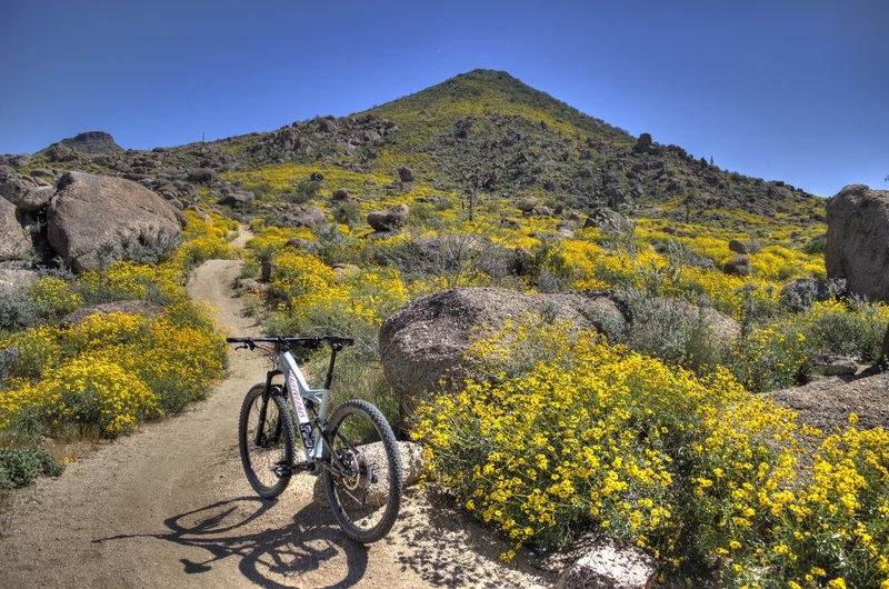 Springtime on Cone Mountain Trail.