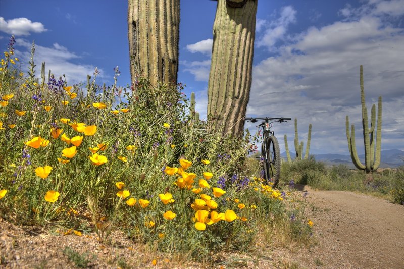 Poppies and lupines along Saddle-horn Trail.