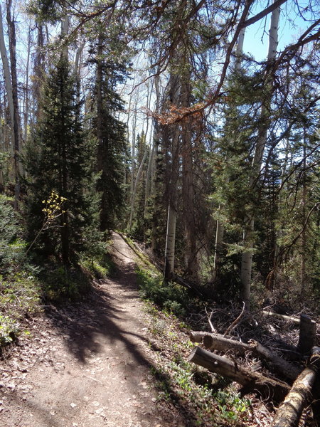 Finding some forest flow on the Meadows Trail.