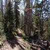 Finding some forest flow on the Meadows Trail.