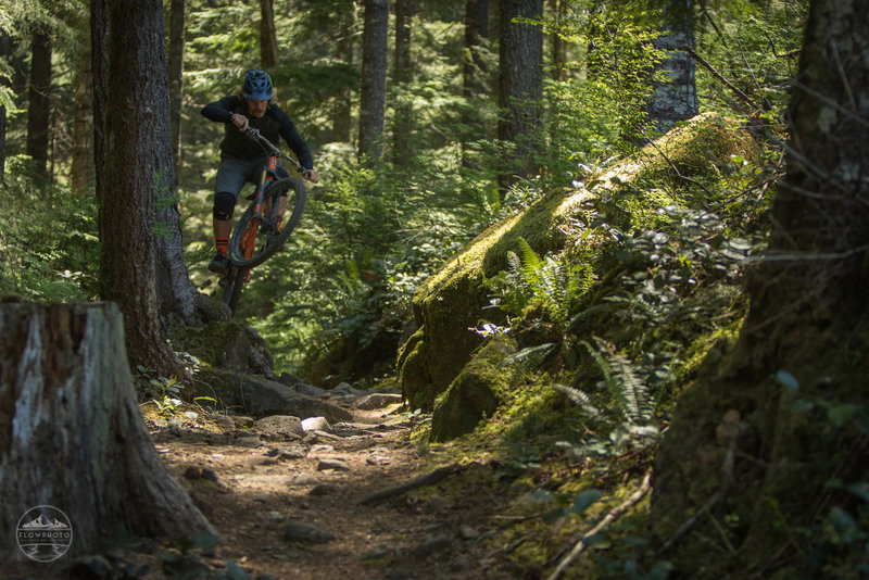 There are plenty of natural snipper lines to be found on the Cold Creek Trail.