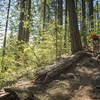 Rock Steeps on Hidden Trail.