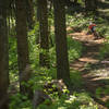 Flow is found on Mitchells Ridge before turning slowly into steep tight trees.