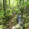 There's good flow through all the greenery on the 3 Mile Trail.