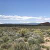 View from the Coyote Loop trail.