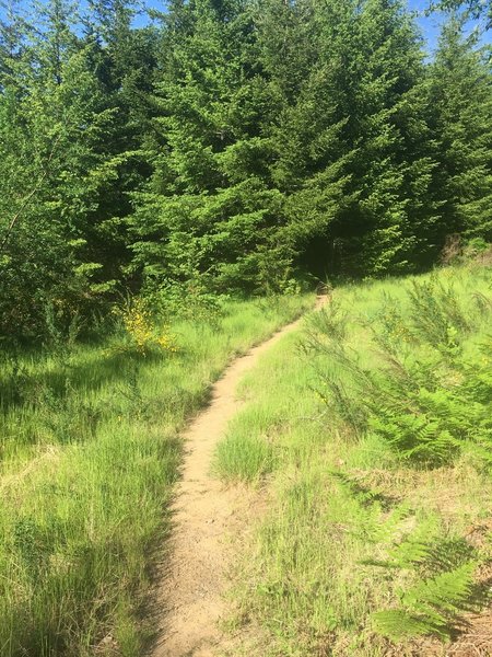 Brief open section of the Triple C Trail before it goes back into the trees.