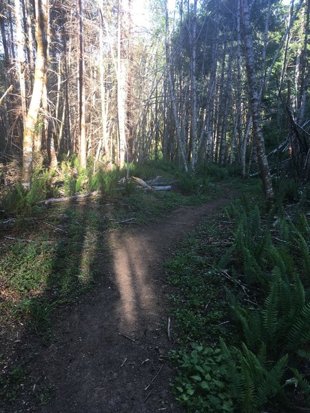 The old road bed which now supports the singletrack down the hill.