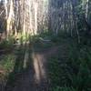 The old road bed which now supports the singletrack down the hill.