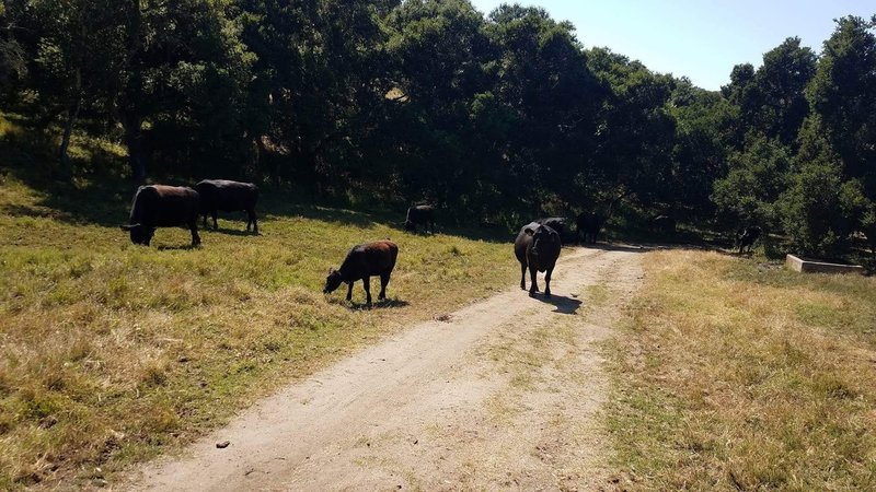 Some locals on the Ollason Trail. This was before it really started getting tough.