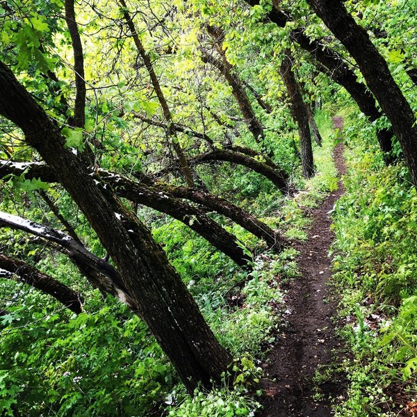 Avalache Crushed trees give this section of singletrack a tunnel effect.